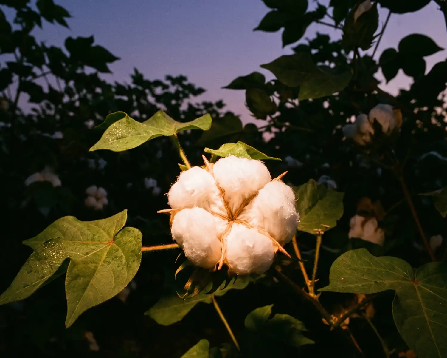 Why does organic cotton cost more?